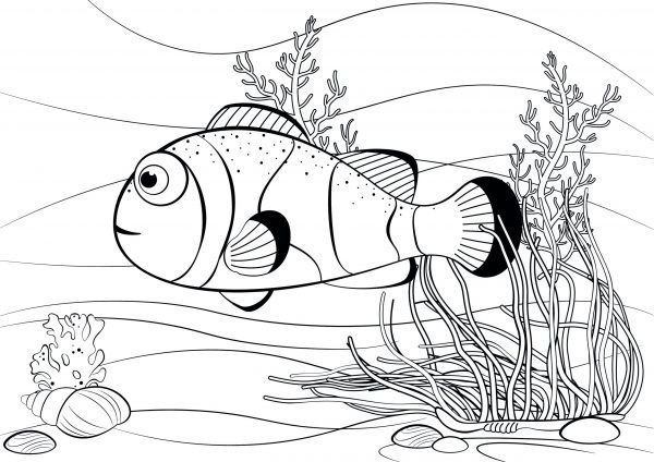 A drawing of a clown fish at the bottom of the sea with bubbles and coral to print and colour for free.