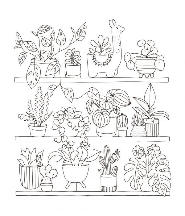 A drawing of various house plants in various plant pots on shelves to print and colour for free.