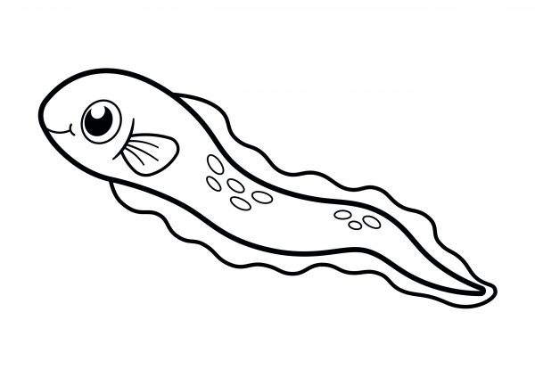 A basic drawing of a single eel to print and colour for free.