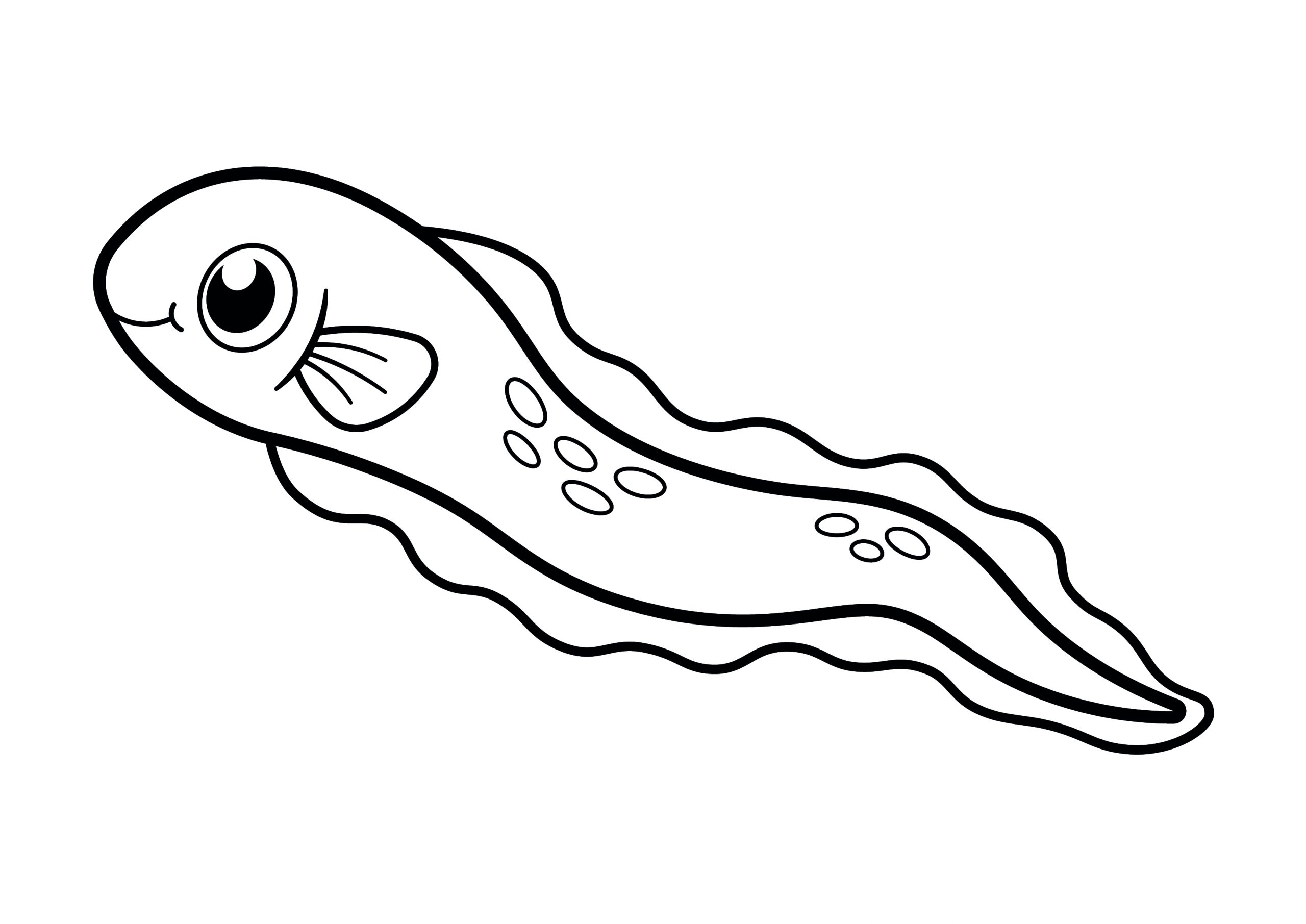 Simple Eel Colouring Page - Colouring Crafts