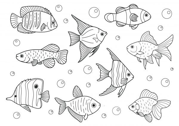 A drawing of multiple fish swimming in the sea to print and colour for free.