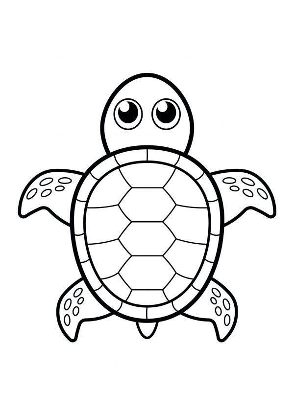 A basic drawing of a single sea turtle to print and colour for free.