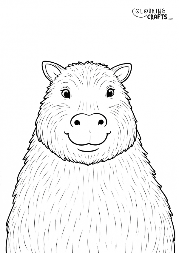 A drawing of a Capybara top half on a white background to print and colour for free.
